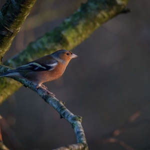 Redwell   20 01 2017   D3s (156 Of 180).jpg